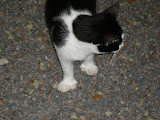 6 and 7-toed cats were found all over the grounds.