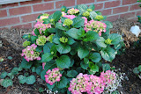 Pink kastlen hydragngea