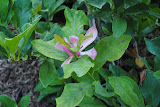 DSC_0020.JPG