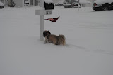 Teddy inspecting the mail box.