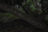 DSC_0207.JPG