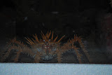 DSC_0453.JPG