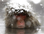 Un singe dans l'hiver japonais se réchauffe dans l'eau le 18 février. Reuters