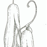 copihue 3.JPG