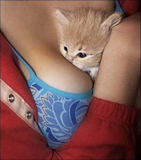 gatos maltratados