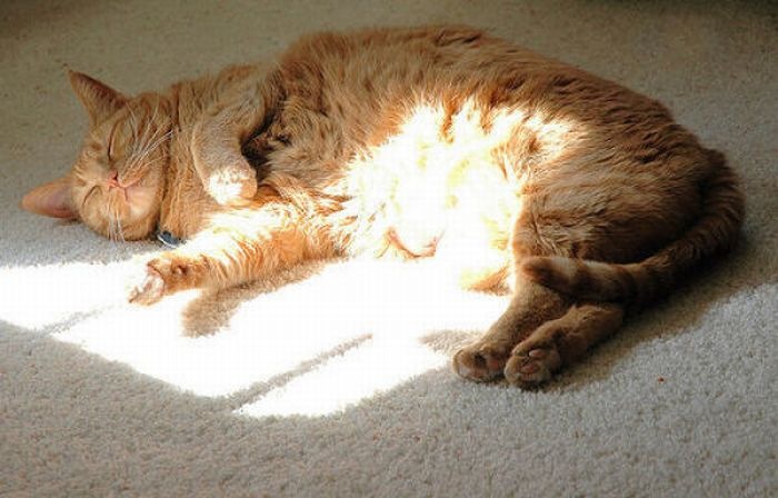 [fat_cats_26[2].jpg]
