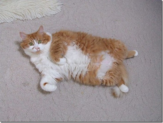 fat_cats_31
