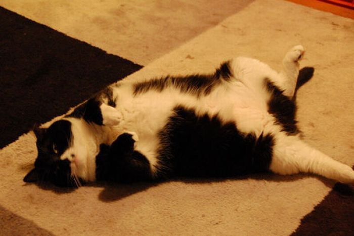 [fat_cats_43[2].jpg]