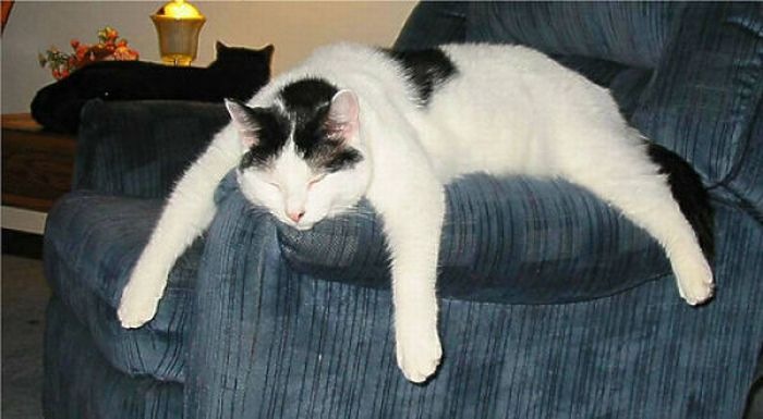 [fat_cats_07[2].jpg]