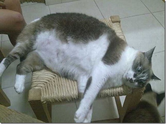 fat_cats_08