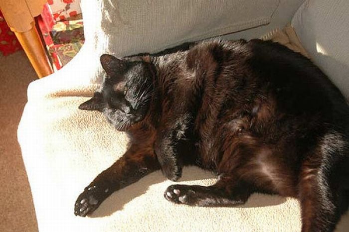 [fat_cats_21[2].jpg]