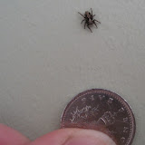 Spiders