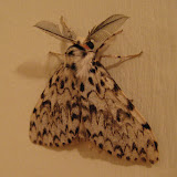 Moths