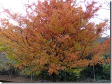 DSCF0758
