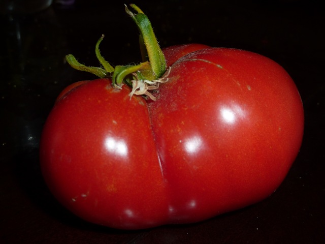 [season's first tomato[5].jpg]