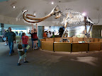 Wooly mammoth! Well, not so wooly now.