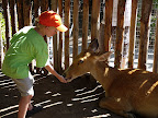 At the Wild Animal Park, there's a section where you can feed a few of the gentler animals.
