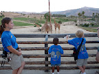 Checking out some giraffe-age.