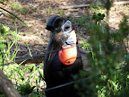 A horn-billed something-or-other. This thing looked a little wacky, a little like the Froot Loops toucan.