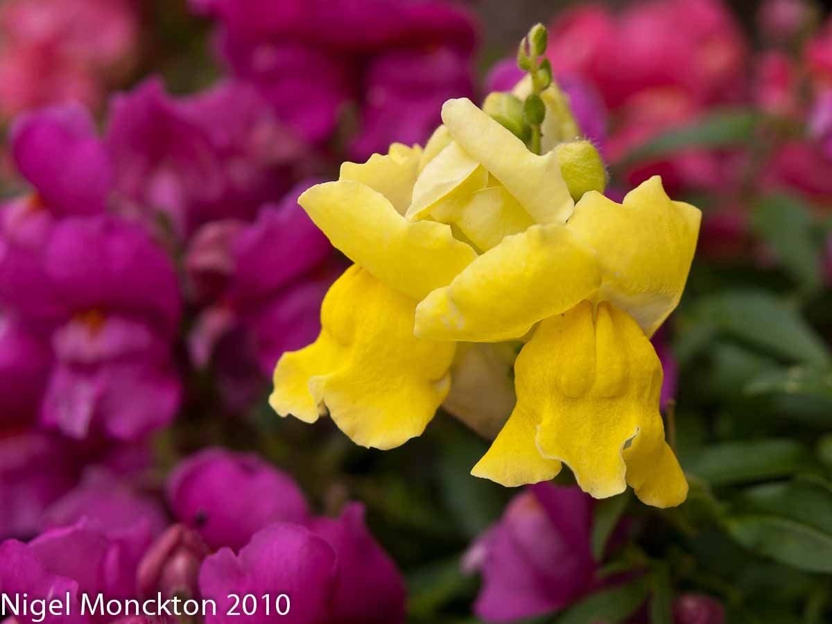 [Snapdragon[5].jpg]