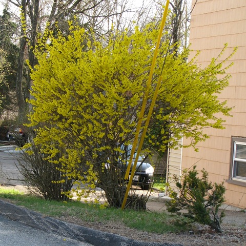 [Flowering Tree Yellow[2].jpg]