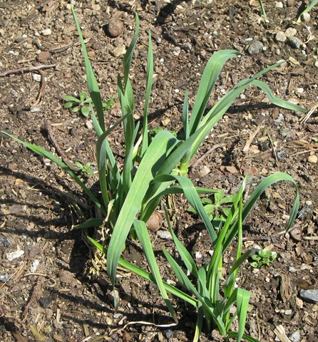 [WK 2 Garlic[2].jpg]