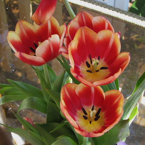 [WK 2 Tulips[2].jpg]