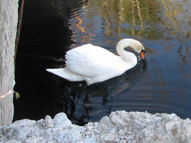 [WK 2 Swans[2].jpg]