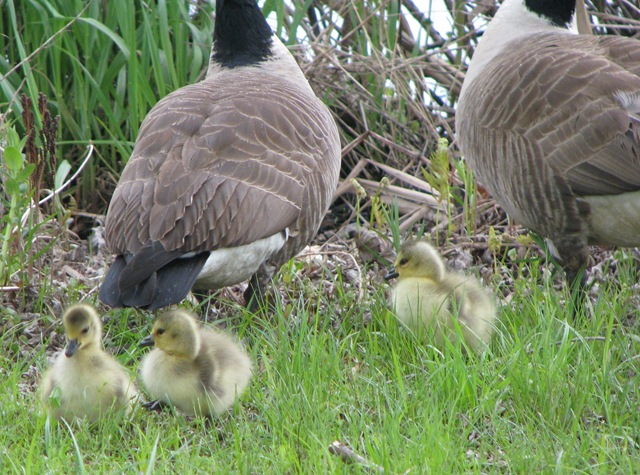 [Geese babies 2[3].jpg]