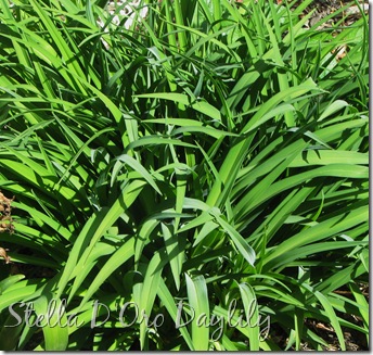 Stella D'Oro Daylily