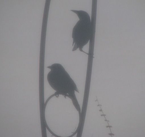 [Snowy Birds[2].jpg]