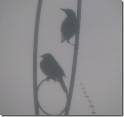 Snowy Birds