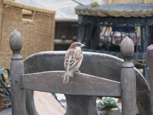 [09 22 Sparrow[2].jpg]