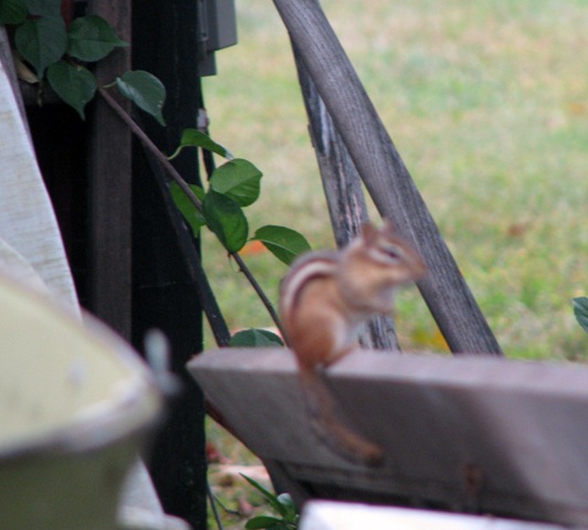 [09 22 Chipmunk[2].jpg]