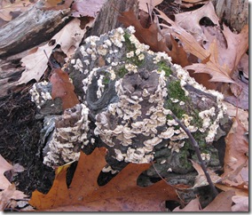 11 07 Tree mushrooms