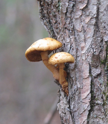 [11 07 Mushrooms on a tree[2].jpg]