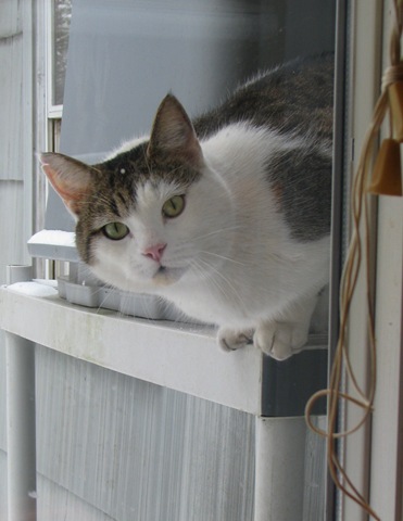 [Smudgie in the window[4].jpg]
