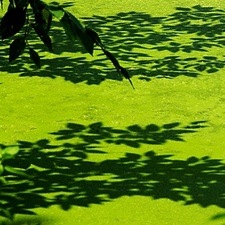 algae-biofuel-growth-ponds-fertilizer_1