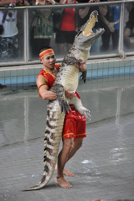 Крокодиловое шоу в парке миллионолетних камней в Паттайе