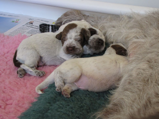 Monk says Does my Tum look big in