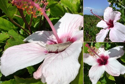 Ver hibiscos madeira