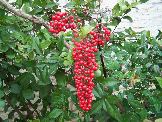 [nandina3.jpg]