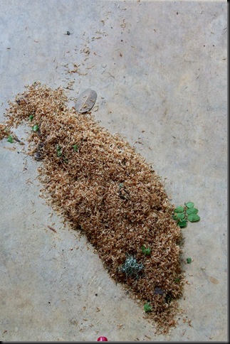 pollen pile pollen pile