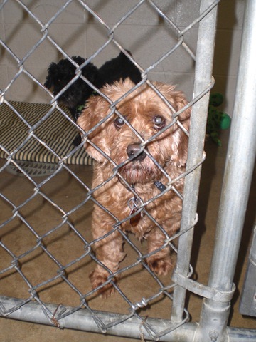 [062510 Visit to the NCA Humane Society (3)[5].jpg]