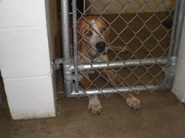 [062510 Visit to the NCA Humane Society (1)[4].jpg]