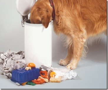 dog_eating_trash