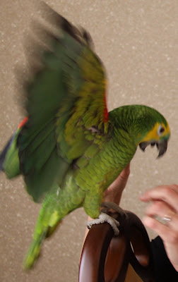 Papuga