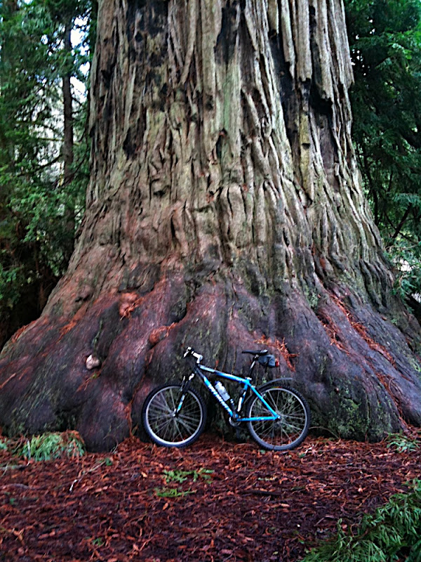 Bike by a redwood