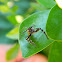 jumping spider
