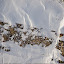 Dorian Densmore, Grand Targhee, Photo: Wade McKoy